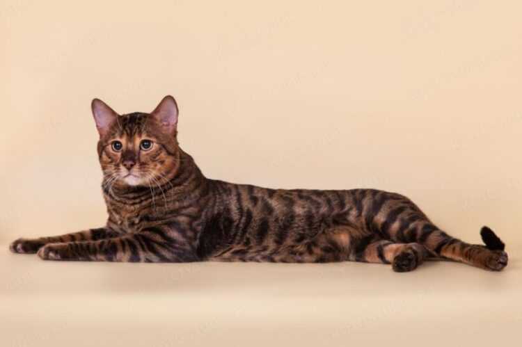 Кошка тойгер: фото, описание породы и особенности ухода