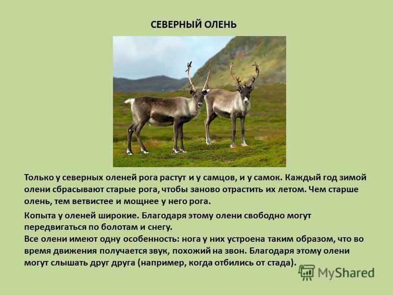 Краткое содержание оленей