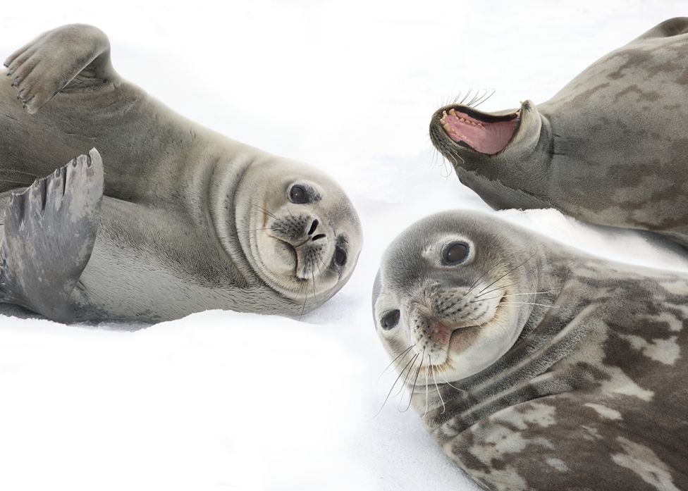 Серый тюлень - описание, среда обитания, образ жизни