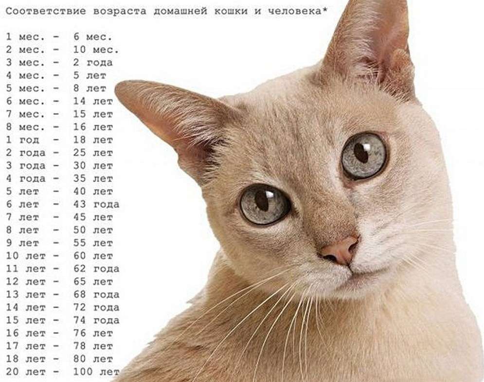 Сколько по человеческим меркам 14-летней кошке