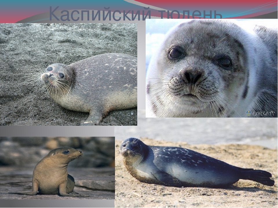 Байкальская нерпа