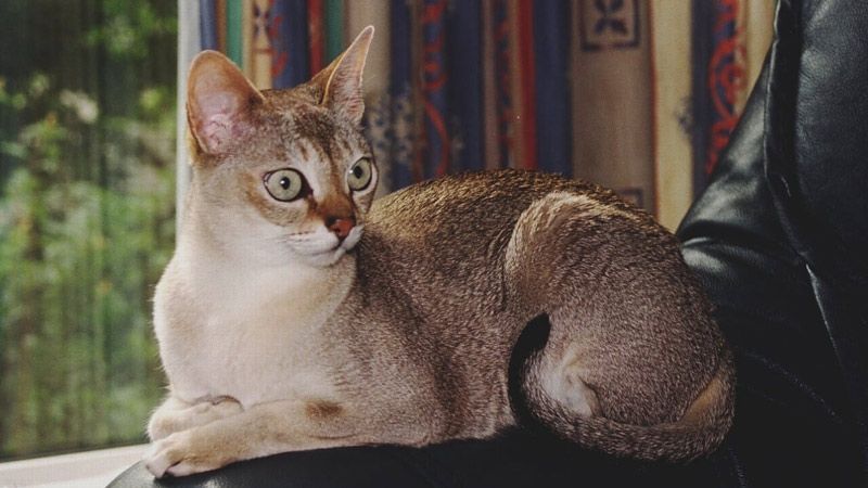 Сингапурская кошка (38 фото): описание котов породы сингапура, особенности характера котят. размер кошек. варианты окраса