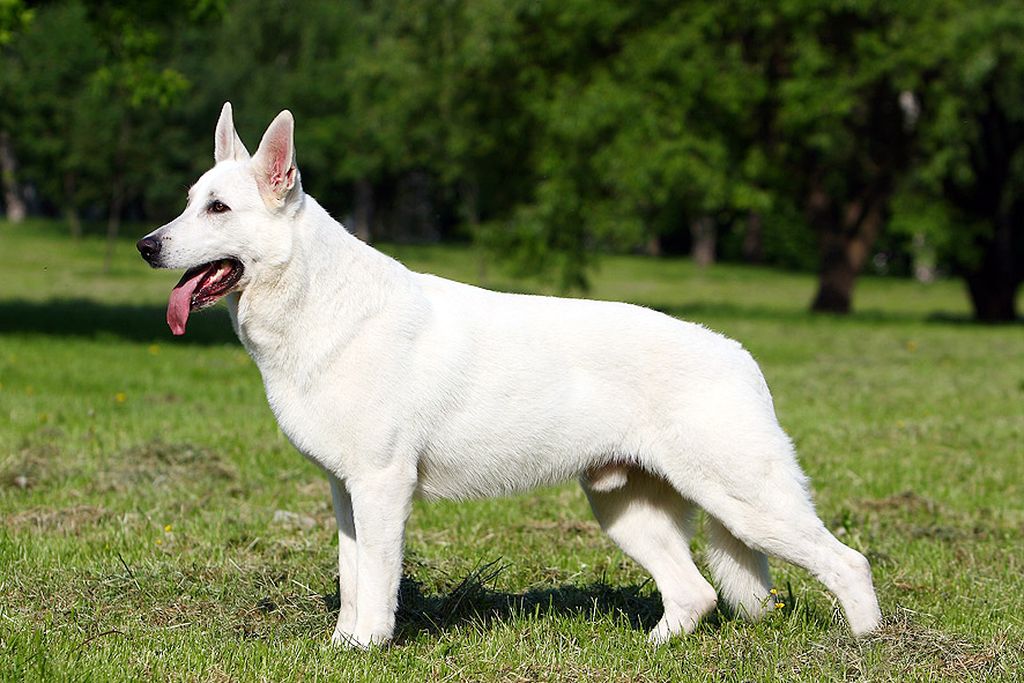 Белые собаки