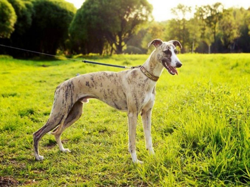 Уиппет: фото и стандарт породы, отзывы владельцев о собаке и ее цена