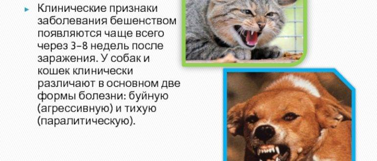 Советы владельцам собак - инфекционные заболевания кошек и собак. обзор. (home.pets.dogsovet) : рассылка : subscribe.ru