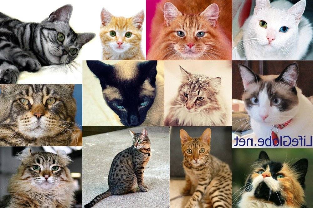 Окрасы ориентальных кошек (18 фото): описание котов рыжего и сиамского, черно-белого и шоколадного, эбони и других окрасов