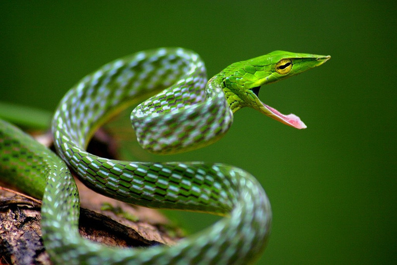 Плетевидные змеи - вики