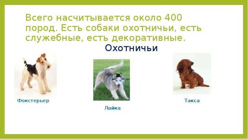 Смешные и красивые клички для собак: имена для разных пород и размеров