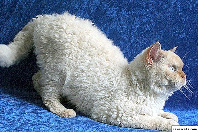 Герман-рекс: фото и описание представителей немецкой породы кошек, особенности содержания