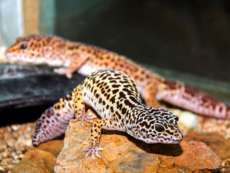 Eublepharis macularius — леопардовый геккон или пятнистый эублефар