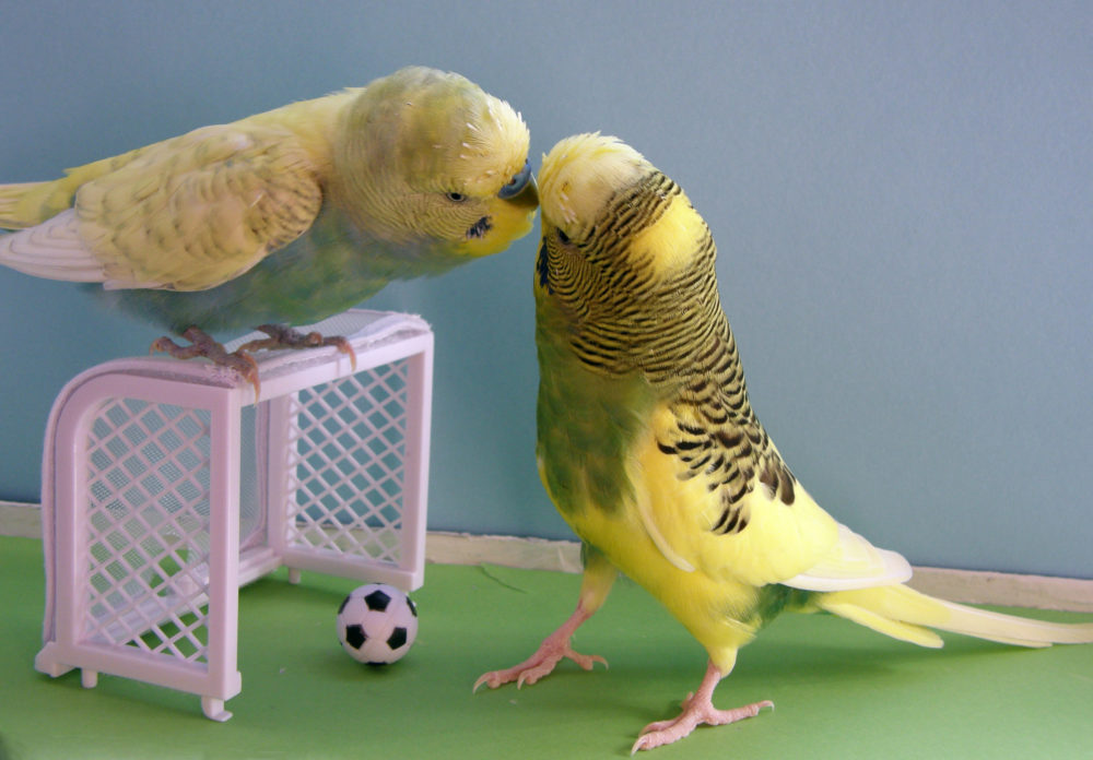 Как приручить волнистого попугая к рукам: советы новичку