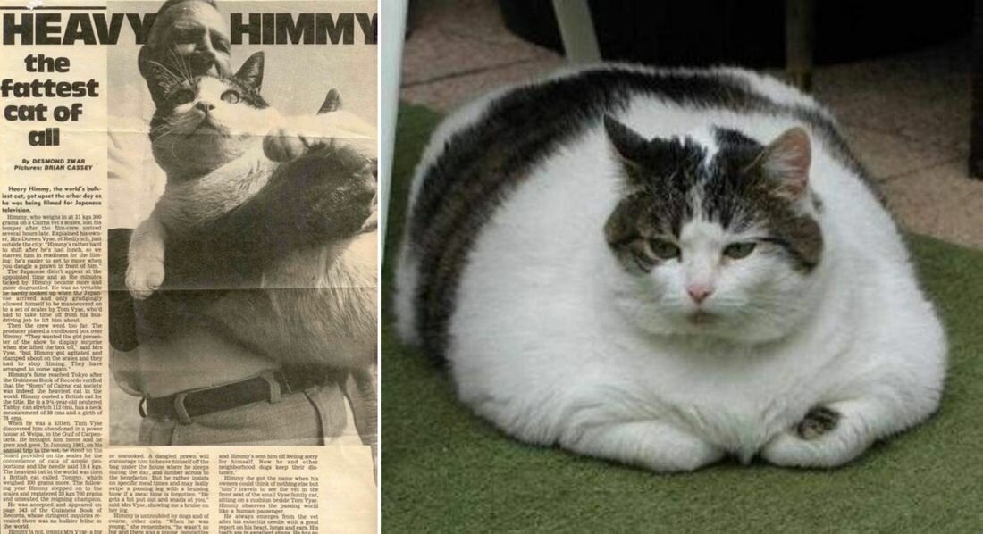 Самый толстый кот в мире - рейтинг котов