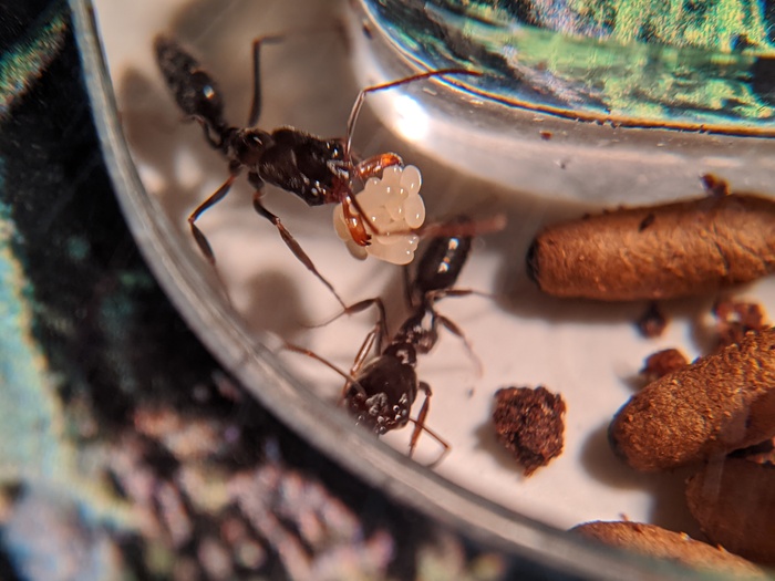 Колония odontomachus monticola | клуб любителей муравьев
