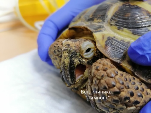 Кусаются ли черепахи: красноухие, водные и сухопутные