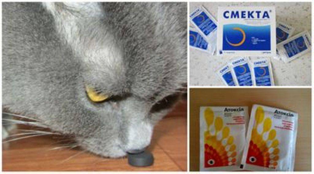Симптомы отравления у кошек