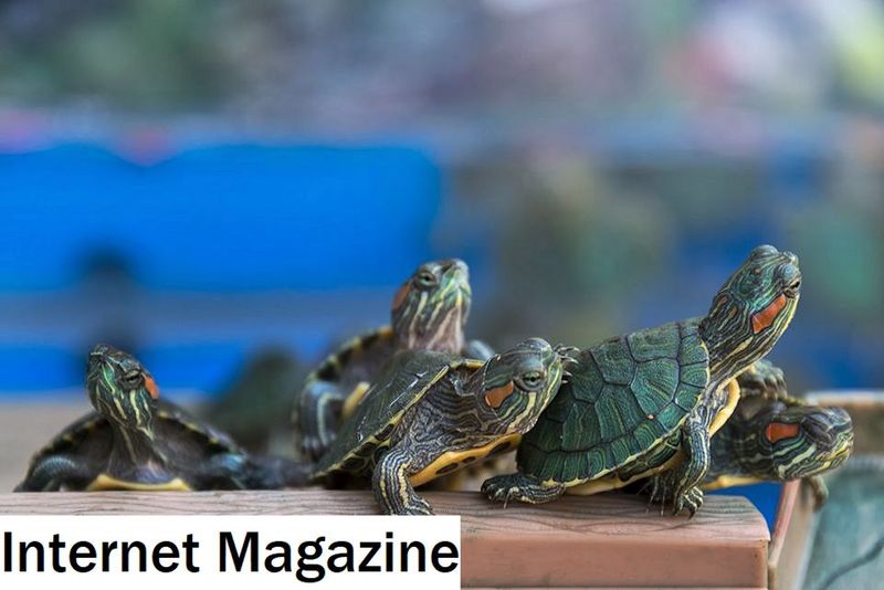 Красноухая черепаха: уход и содержание рептилии | ветпрактика