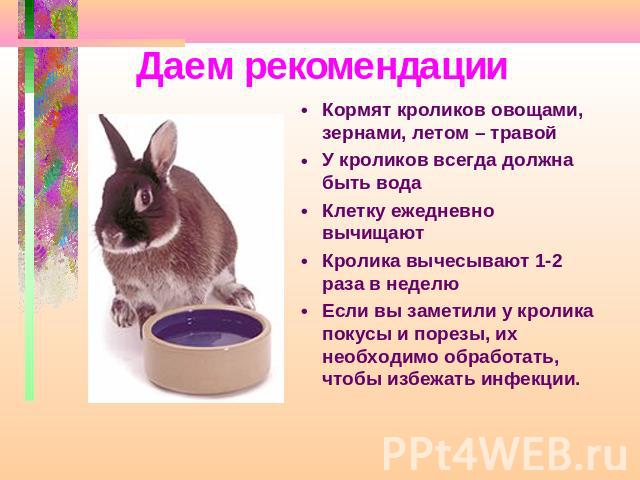 Питание декоративных кроликов: чем можно кормить, а чем нельзя
