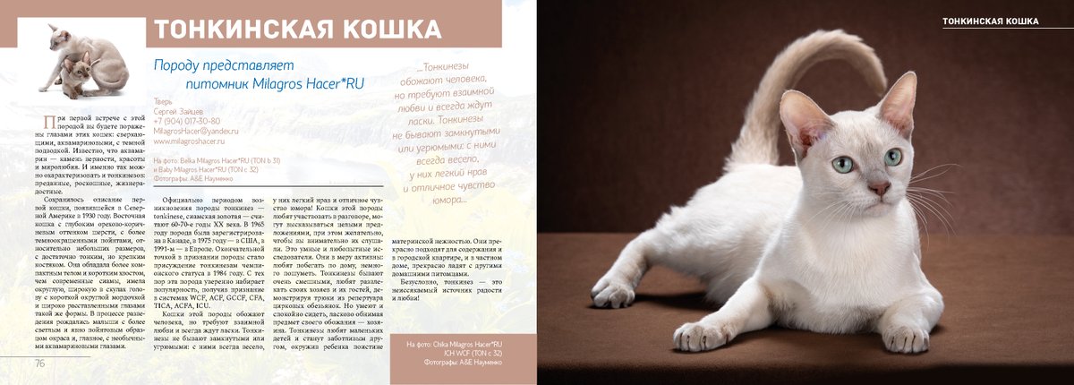 Балийская - порода кошек - информация и особенностях | хиллс