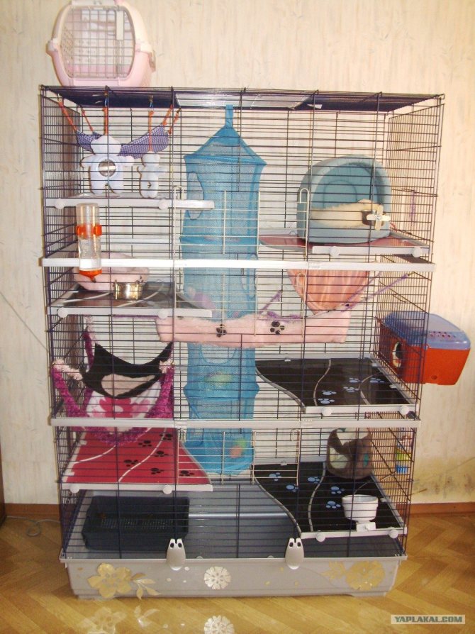 Декоративные мыши: уход и содержание в домашних условиях