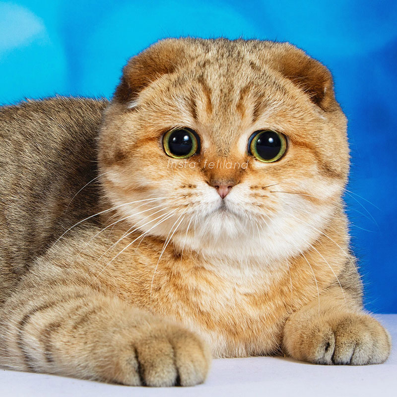 Шотландская вислоухая кошка: фото, описание, характер, содержание, отзывы