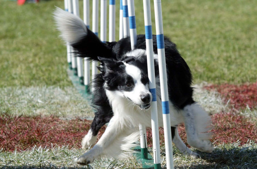Аджилити для собак что это - спорт для собак: правила, соревнования и видео