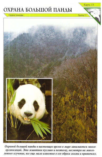 Малая (красная) панда ailurus fulgens