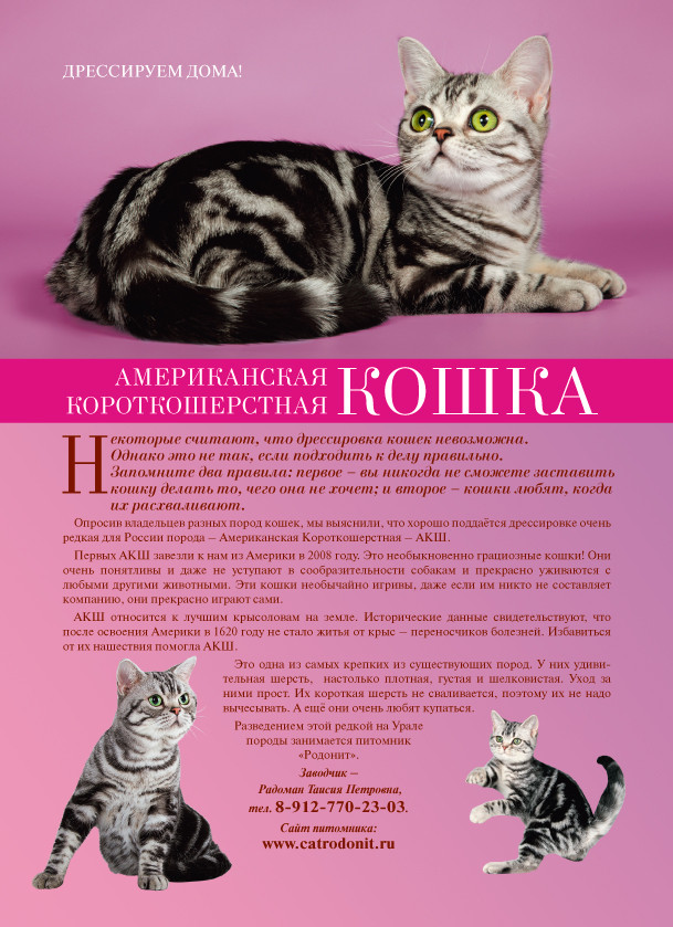 Серенгети кошка: фото, описание породы, цены, советы по уходу