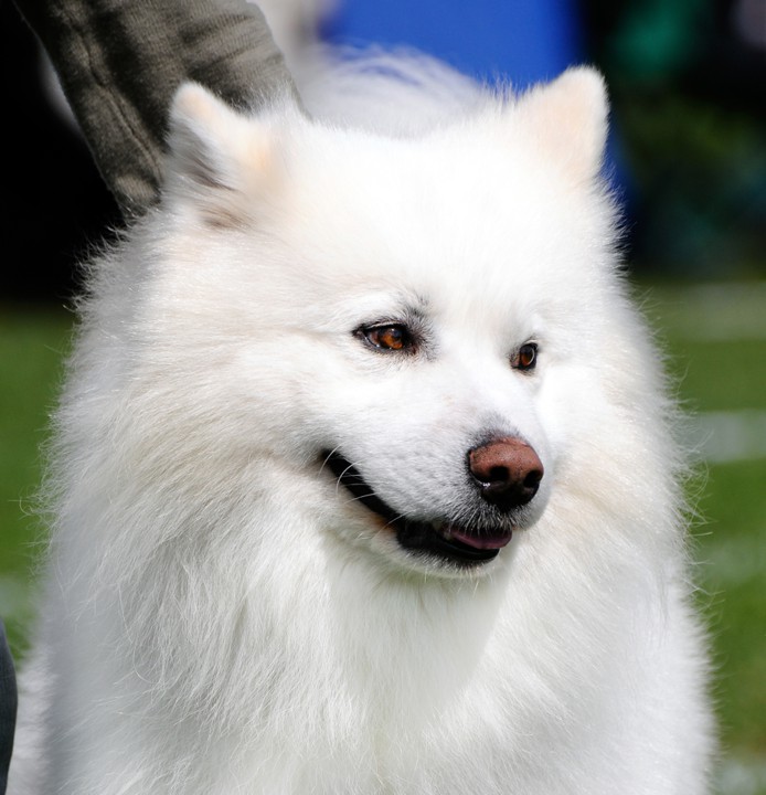 Американский шпиц (американская эскимосская собака): описаниие породы