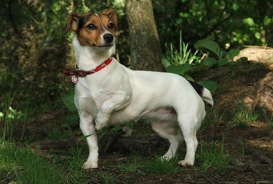 Джек-рассел терьер (фото) — жизнерадостная порода собаки из фильма «маска»