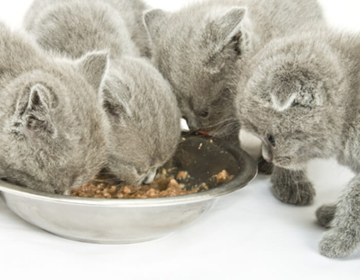 Шотландская вислоухая кошка: уход и кормление в домашних условиях