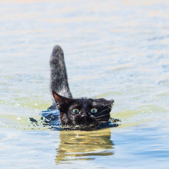 Какие кошки любят купаться?