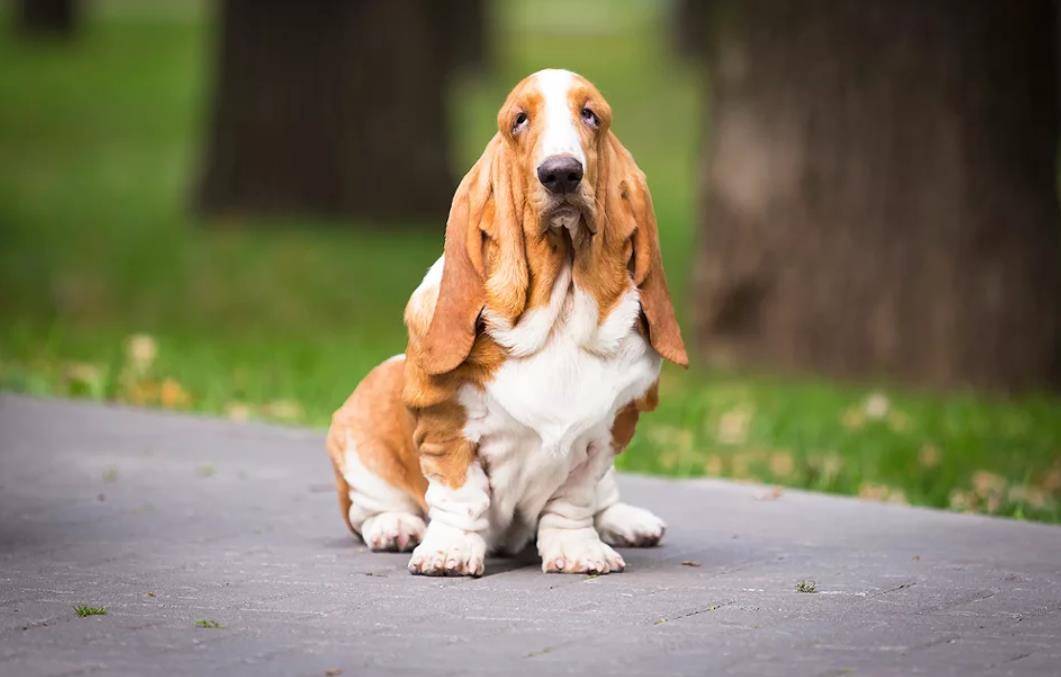 Собаки с длинными ушами (39 фото): описание маленьких и больших пород со стоячими и висячими ушами
