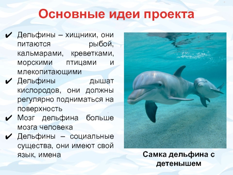 ᐉ кто такие дельфины — рыбы или млекопитающие? описание животного - zoovet24.ru