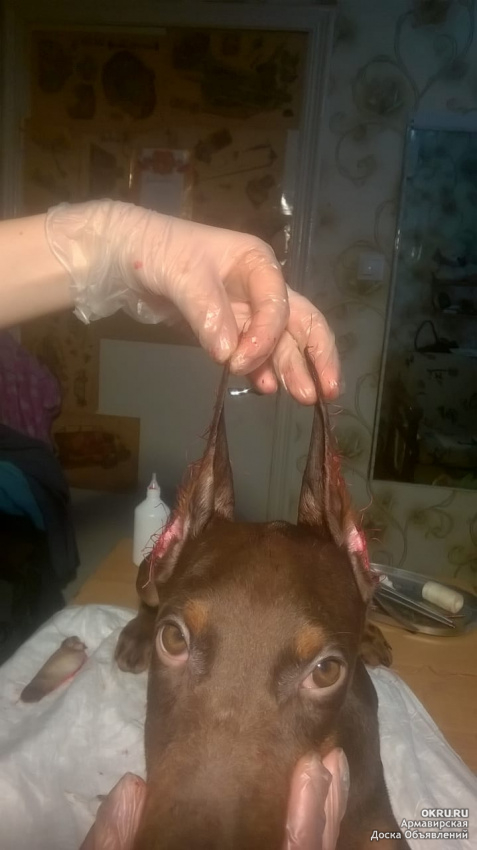 Как выглядят доберманы с некупированными ушами и хвостом и нужна ли операция купирования собакам данной породы
