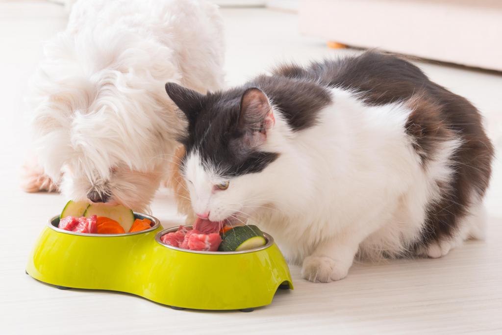 Как и чем кормить кастрированного кота?