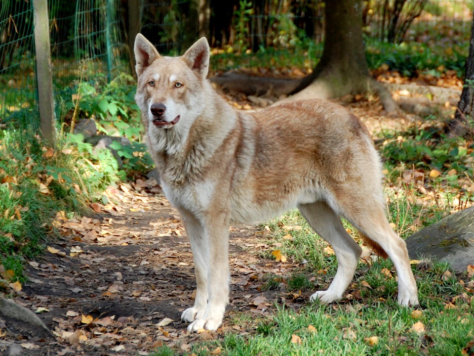 Чехословацкая волчья собака: содержание дома, фото, купить, видео, цена
