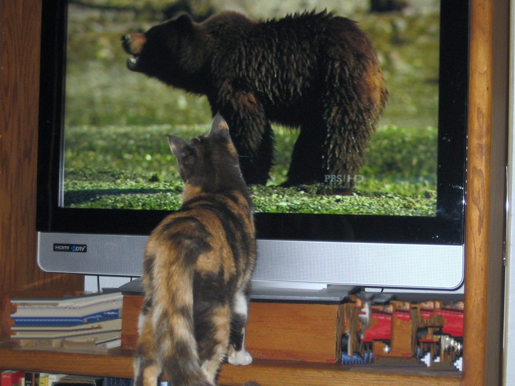 Ученые объяснили, что видят животные, смотря телевизор