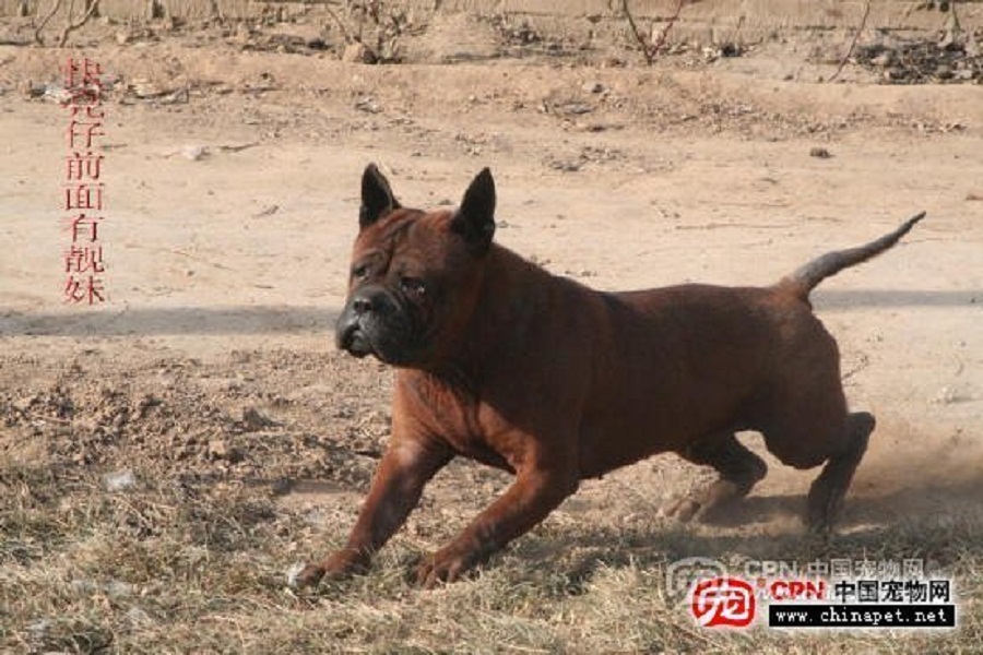Собака чунцин (41 фото): описание китайских бульдогов, характер породы. особенности содержания