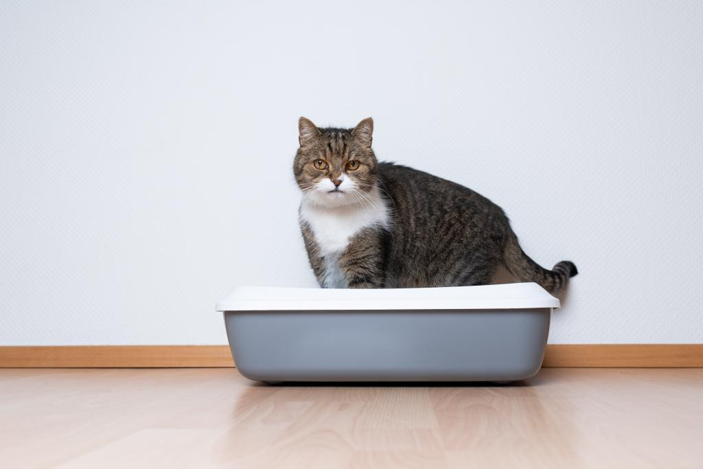 Как приучить кошку к лотку: рекомендации для владельцев взрослых животных и котят