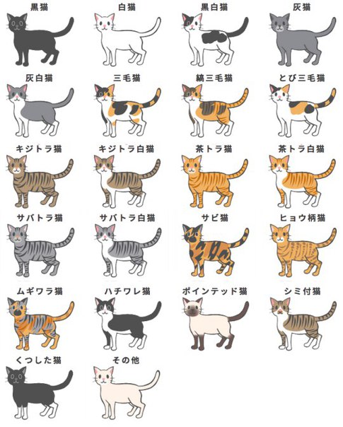 Имена для котов и кошек: список красивых, легких, популярных, современных, редких кличек