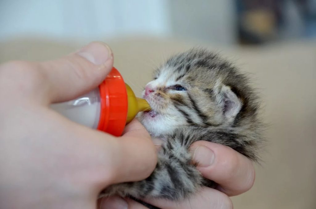 Можно ли кормить новорожденных котят магазинным молоком