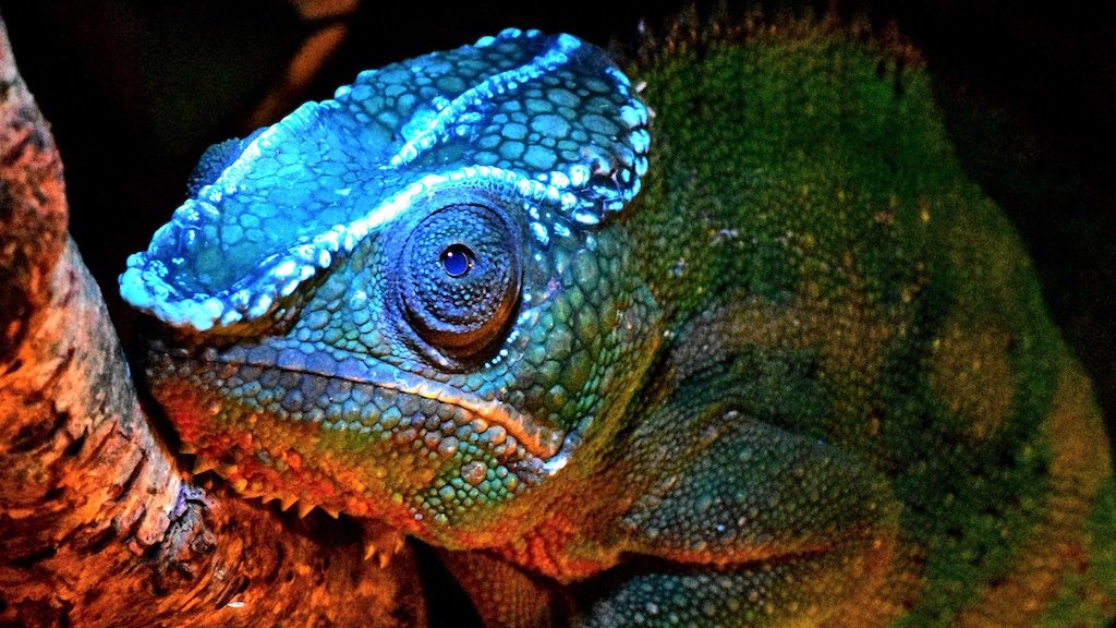 Как хамелеон меняет цвет и от чего это зависит?