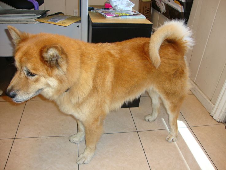 Чау-чау — описание породы собаки от а до я