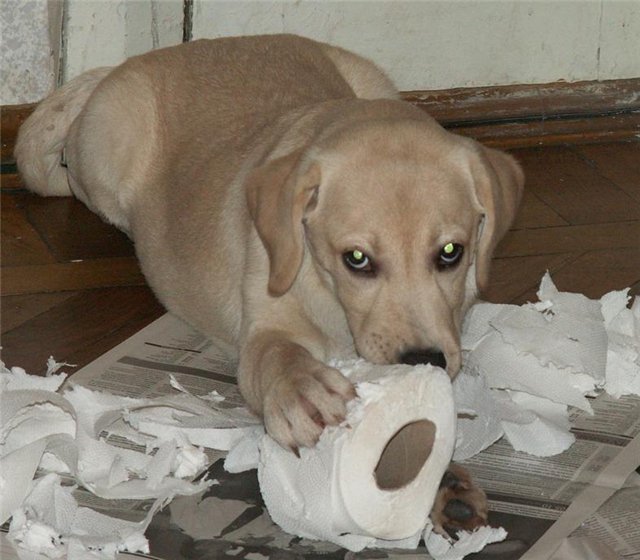 Как отучить собаку грызть мебель: эффективные способы, советы ветеринаров и рекомендации владельцев