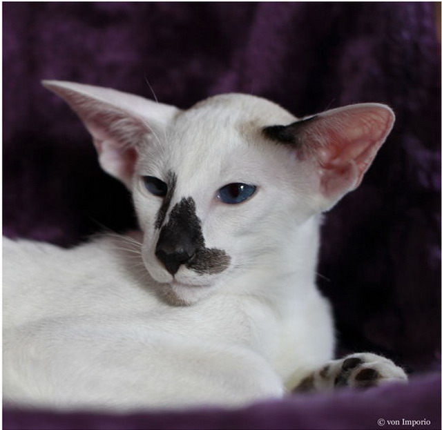 Сибирская кошка: характер, описание породы, отзывы владельцев