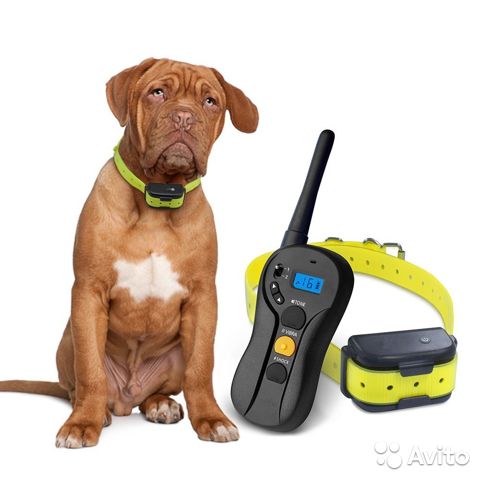 Электроошейник для дрессировки собак — плюсы и минусы, особенности применения