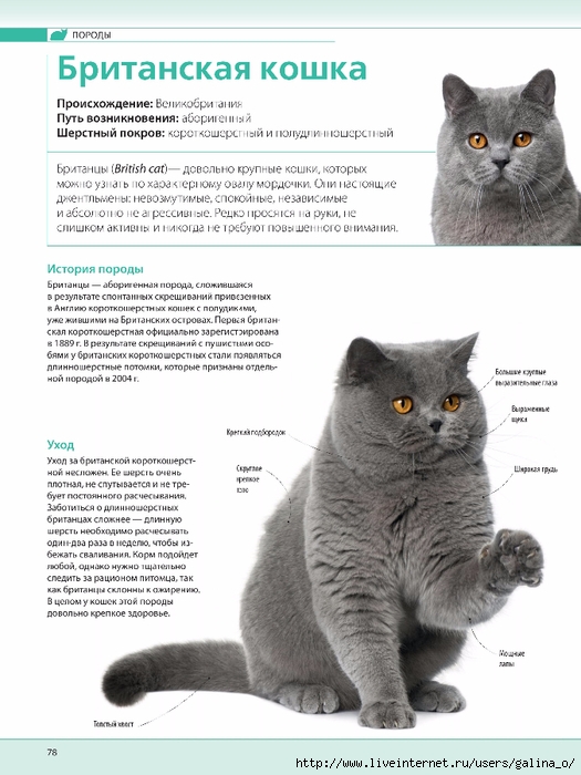 Британские котята: воспитание, содержание, питание, вязка