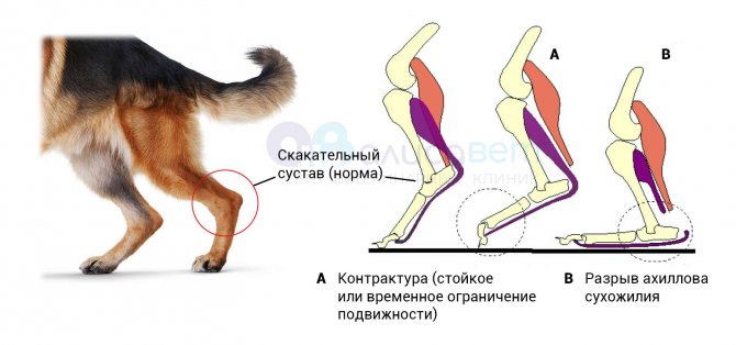 Почему у собаки отказывают задние лапы, что делать | блог ветклиники "беланта"