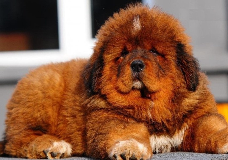 Самые дорогие собаки в мире: топ-10 пород с большой ценой — playboy | playboy