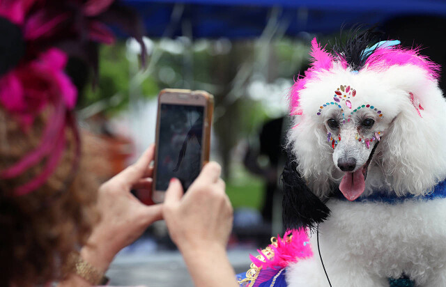 Весёлый карнавал для собак и их хозяев в рио-де-жанейро